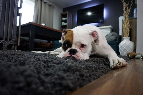 Dog resting on area rug