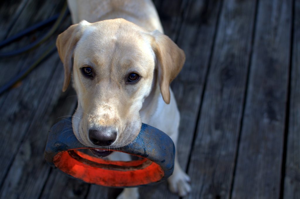 Labrador with a Black Ring, After Fetching It