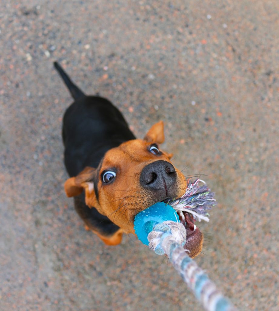 Young Dog Playing Tug of War With Owner