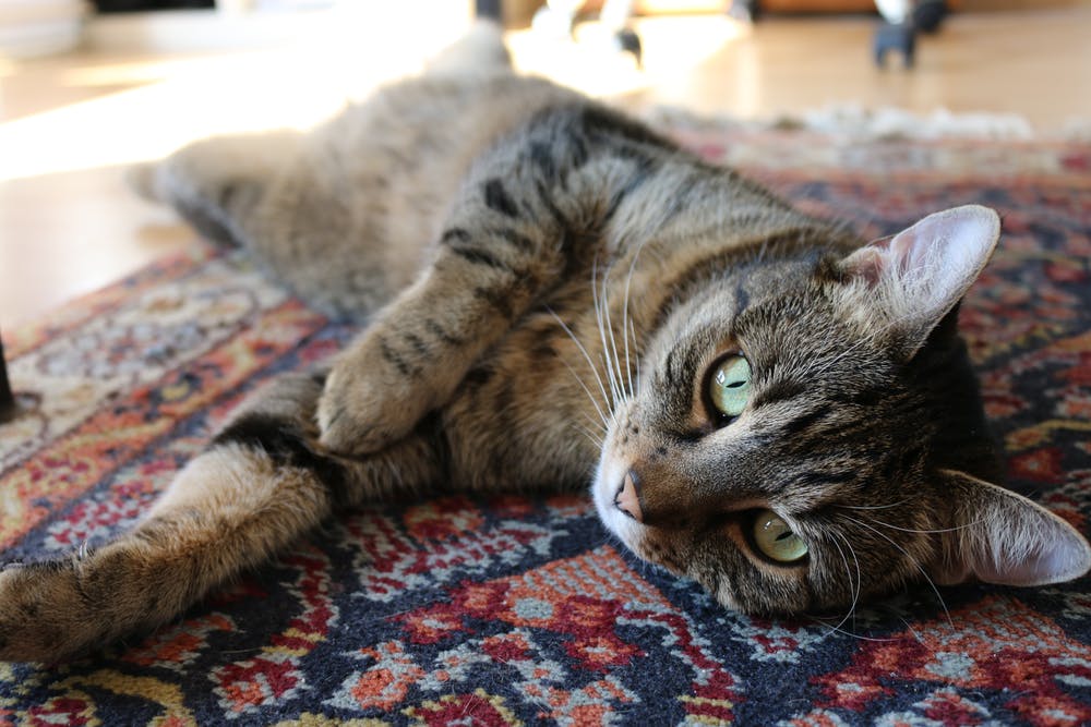 Inactive Cat, Lounging on Rug