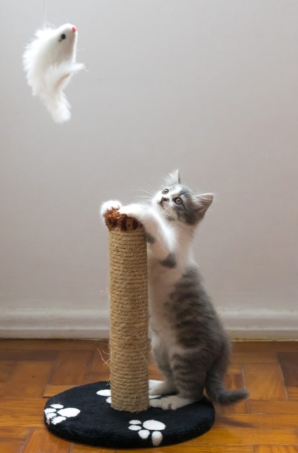 Young Cat, Playing With a Scratching Post at Home