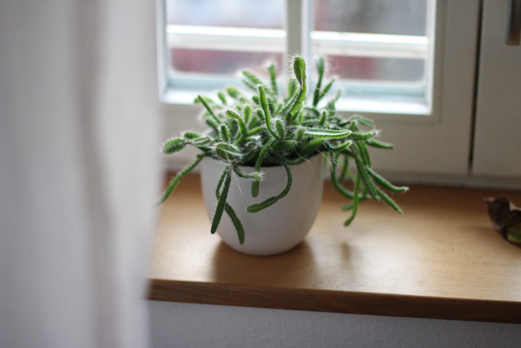 Small plant on window sill in white ceramic planter