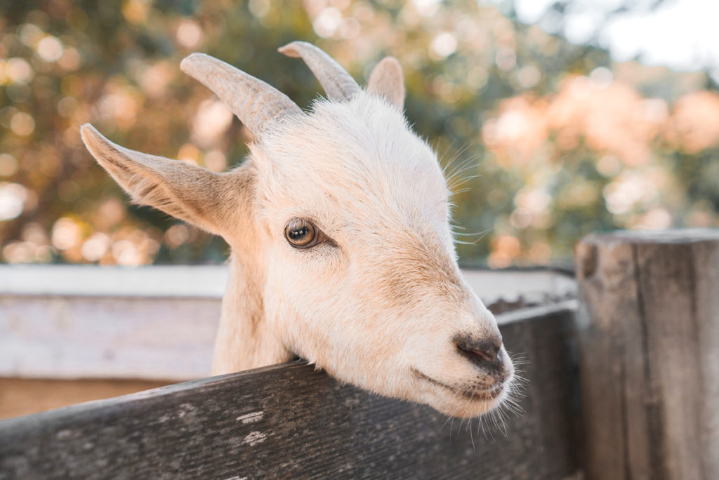 A close-up portrait of a goat on a fence