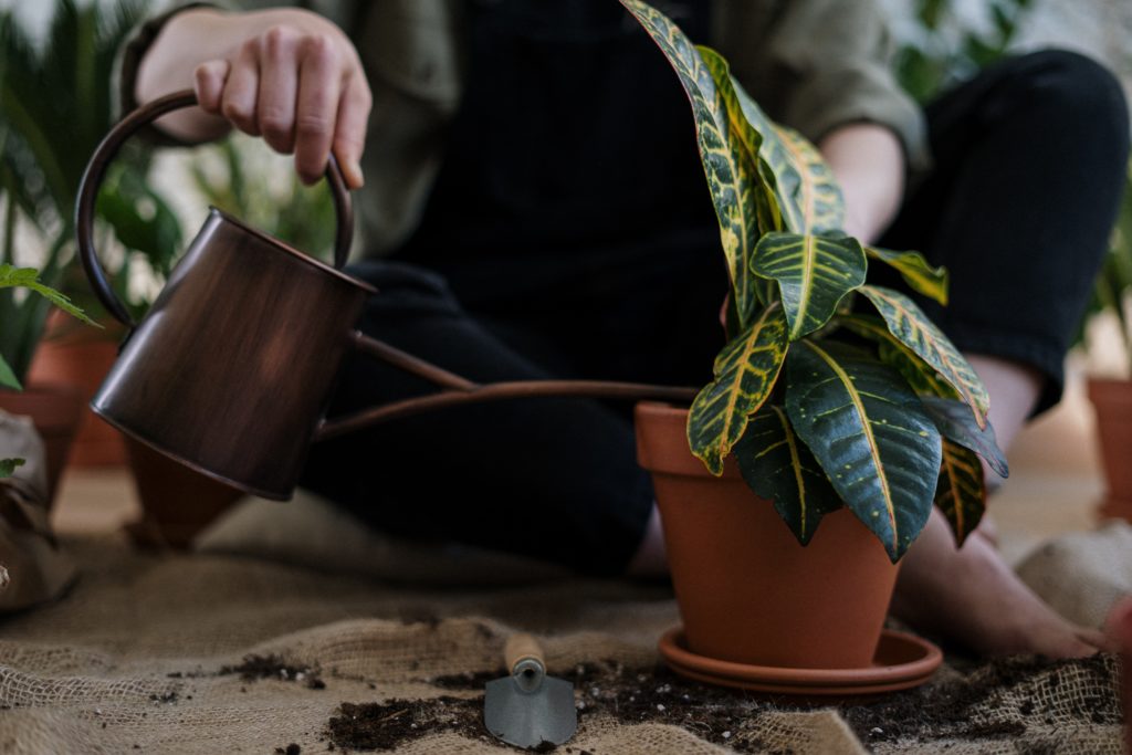 Watering a small potted plant with a watering can