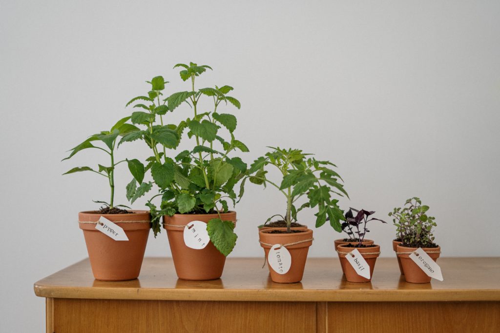 Line of potted plants on a table