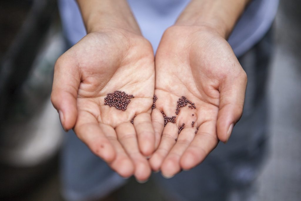 Person holding small plant seeds in their hands