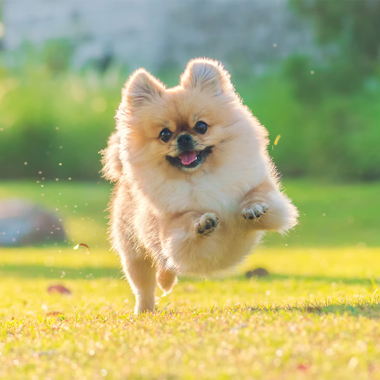 Close up view of small dog running on green grassy field near Waterside Village in Little Ferry